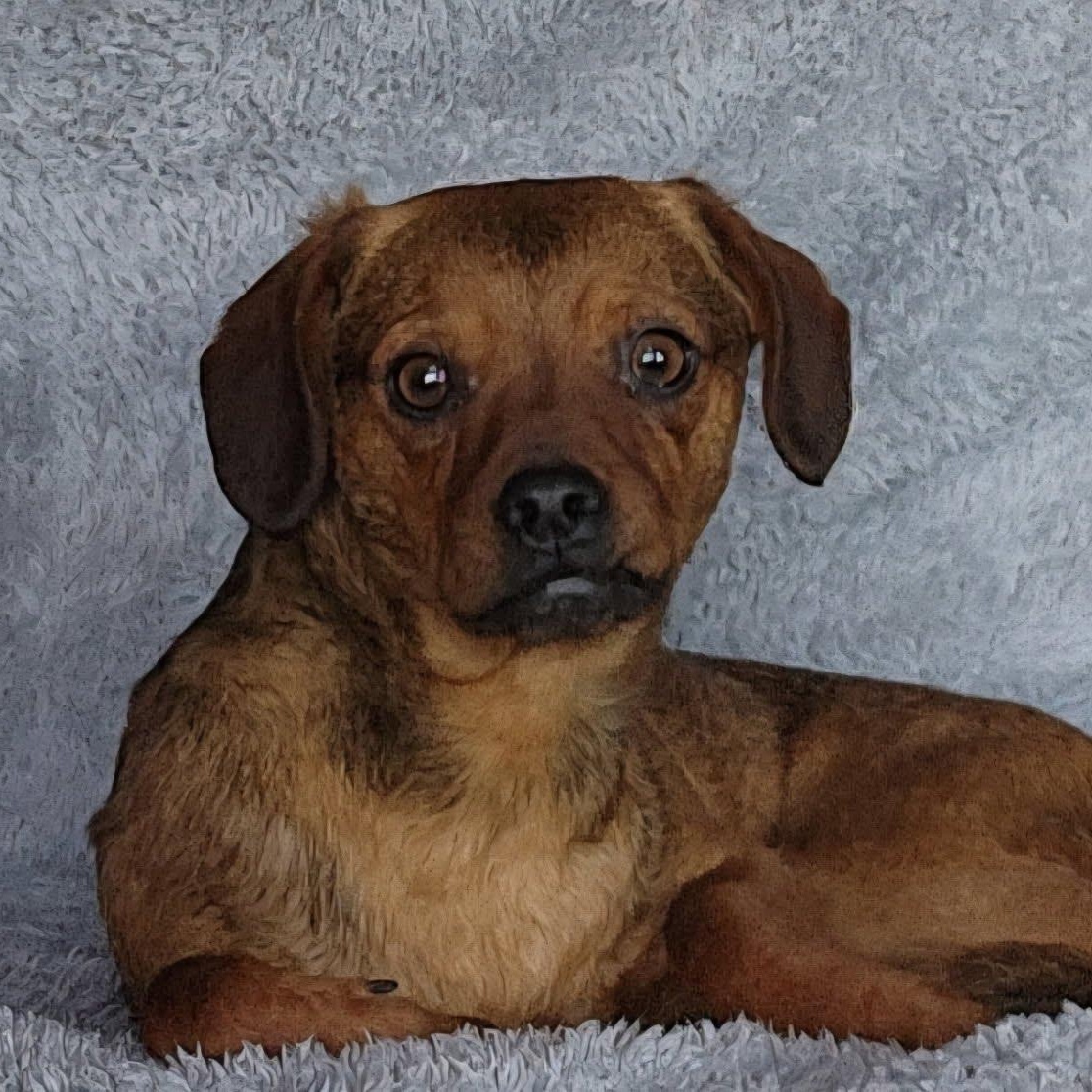 Enlarge Denali, a Adoptable mixed breed in Spokane, WA image 4/6