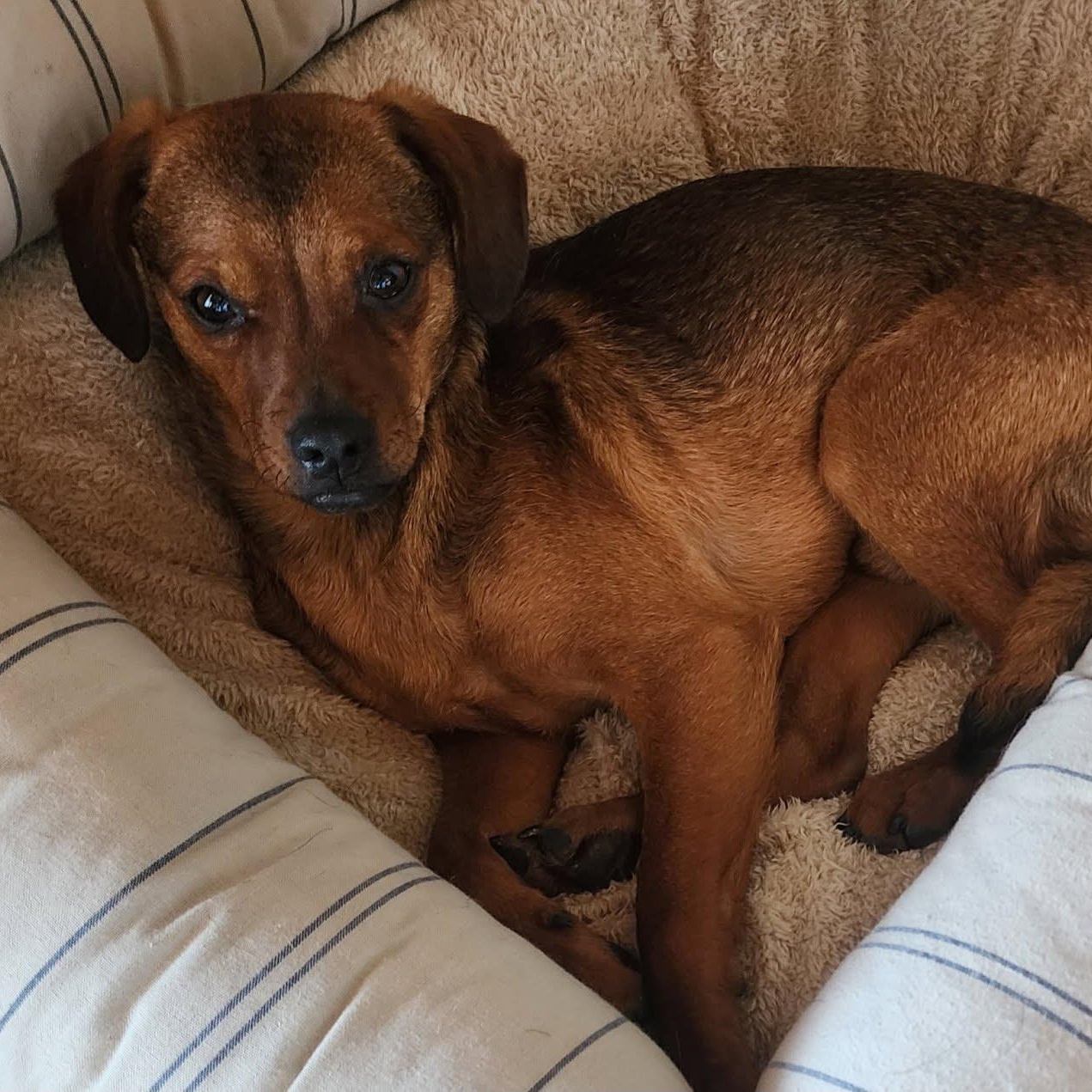 Enlarge Denali, a Adoptable mixed breed in Spokane, WA image 1/6