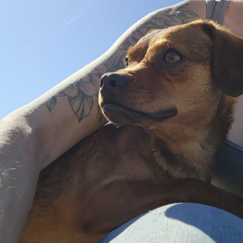 Enlarge Denali, a Adoptable mixed breed in Spokane, WA image 6/6