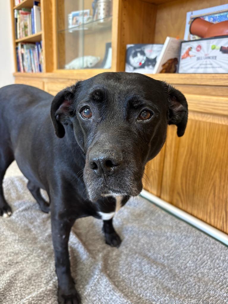 Cali, Adoptable, Senior Female Labrador Retriever & Hound.