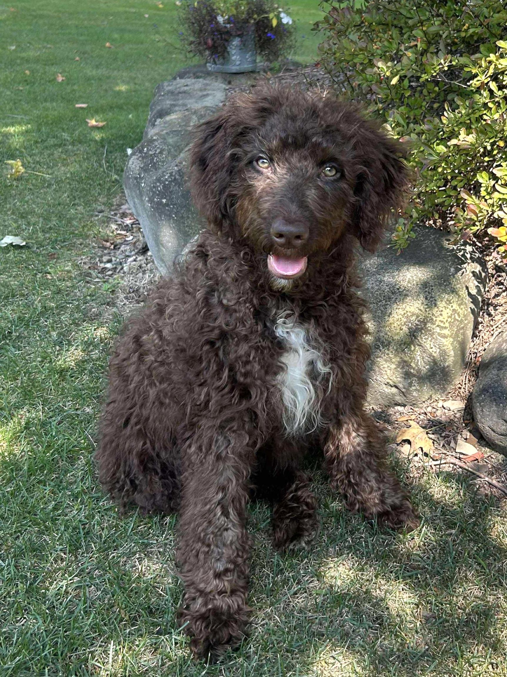 Barney, an adoptable Aussiedoodle, Labrador Retriever in Hornell, NY, 14843 | Photo Image 1