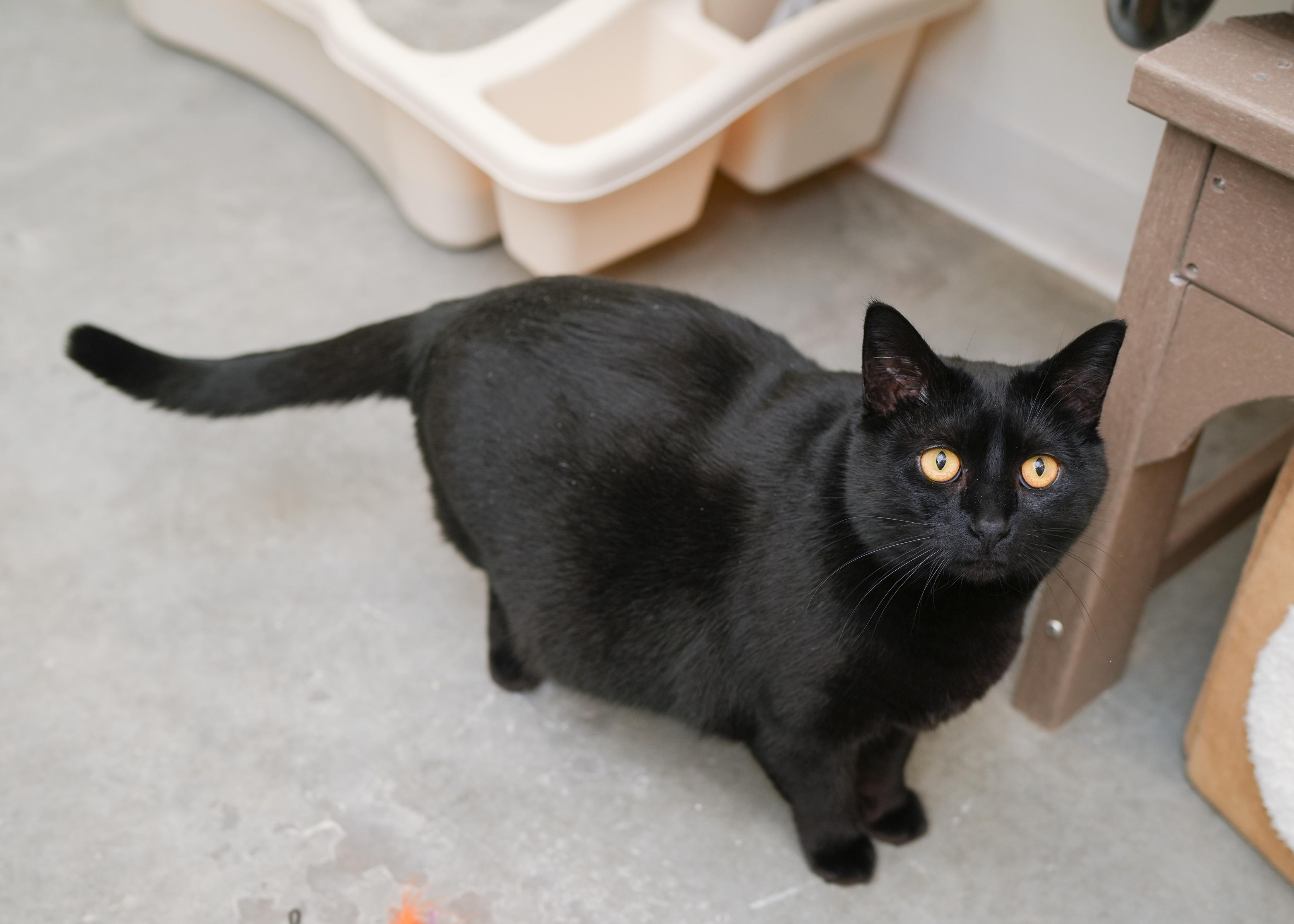 Enlarge Beanie, a ADOPTABLE Domestic Short Hair in Boise, ID image 2/2