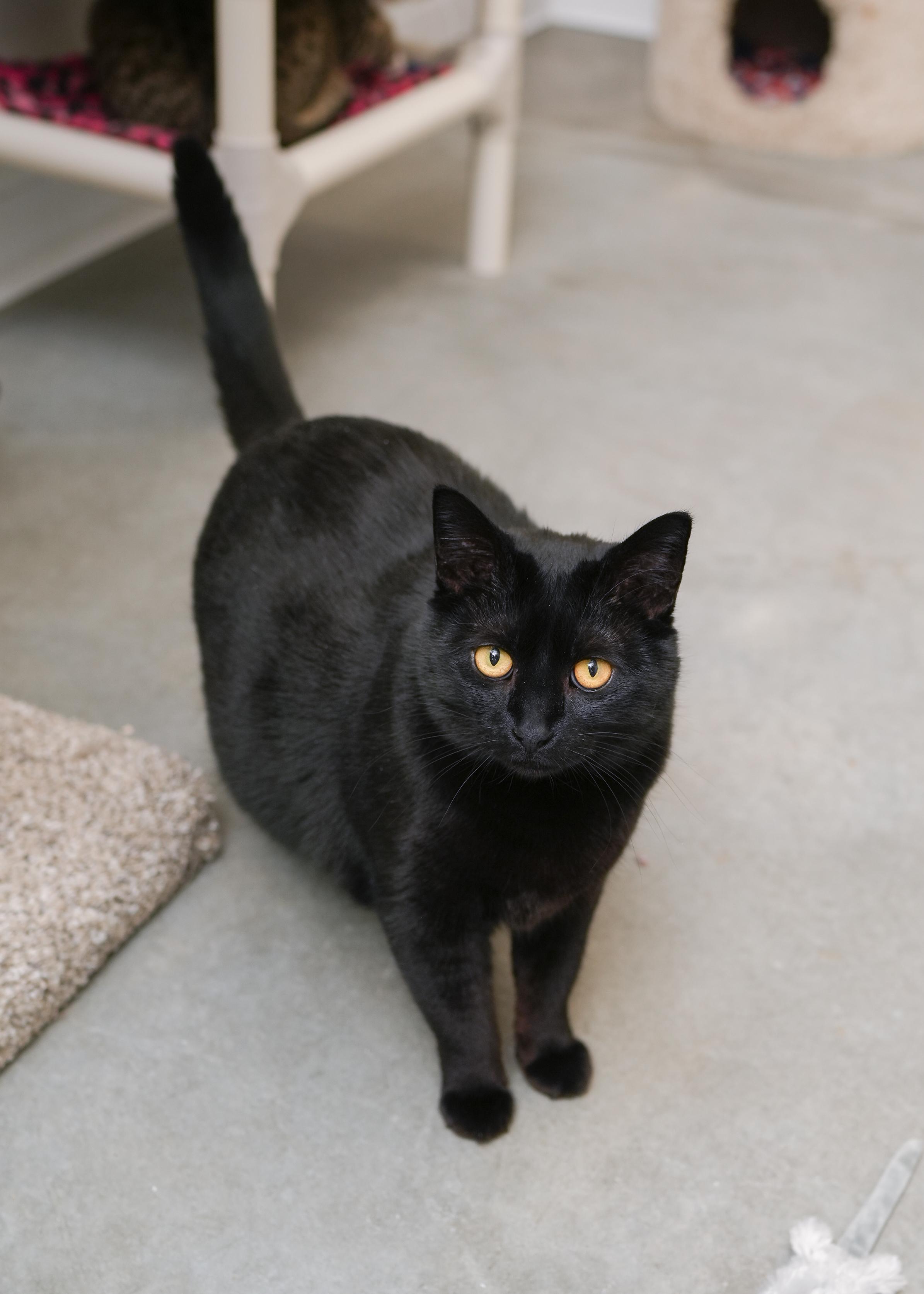 Enlarge Beanie, a ADOPTABLE Domestic Short Hair in Boise, ID image 1/2