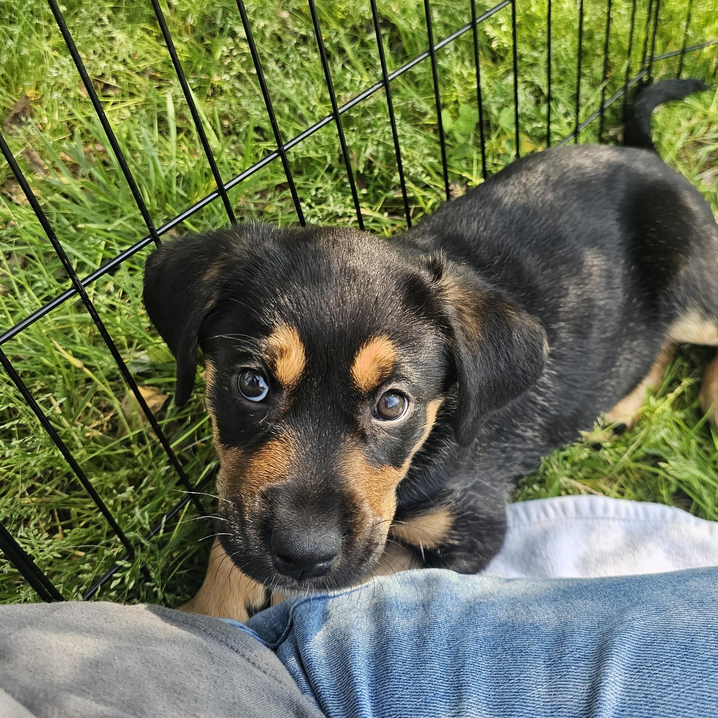 Enlarge Pistachio, a ADOPTABLE mixed breed in Monroe, NC image 2/3