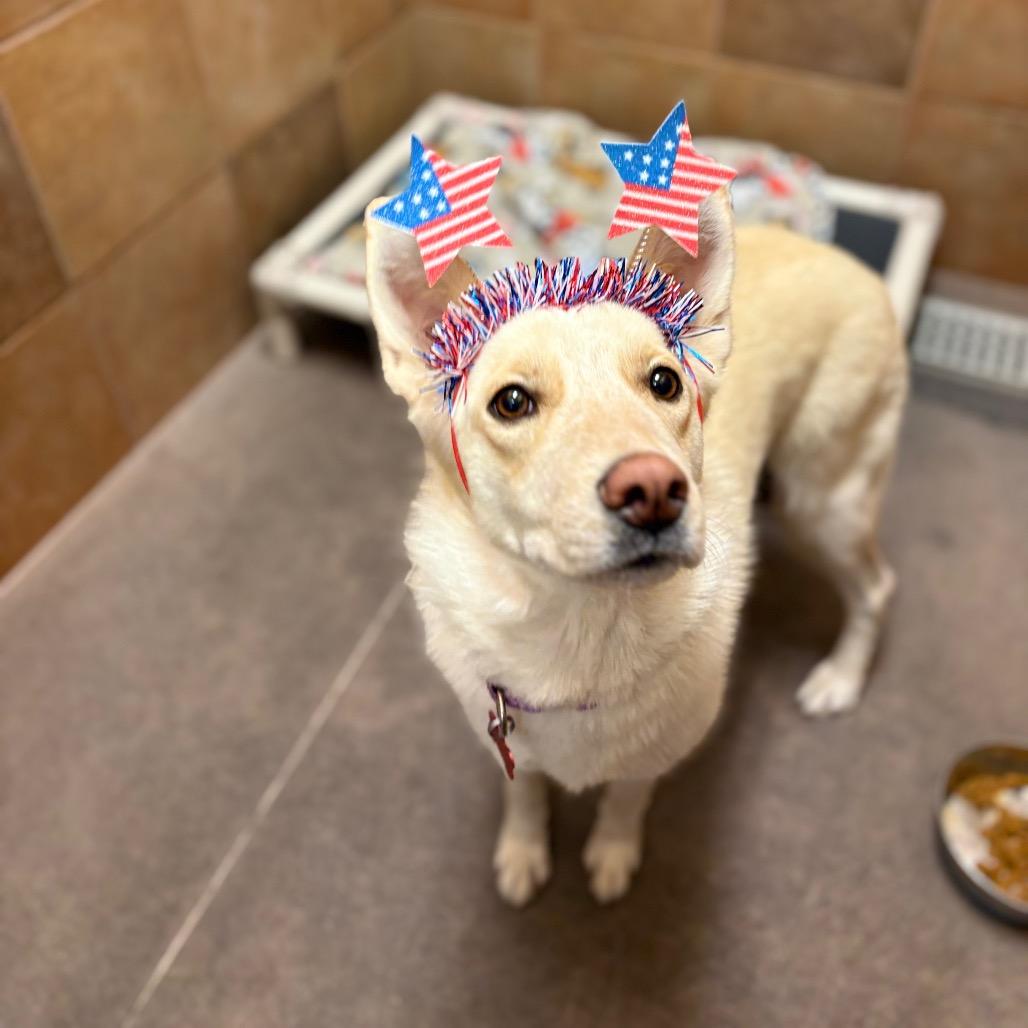 Indy, Adoptable, Adult Female Cattle Dog & Husky.