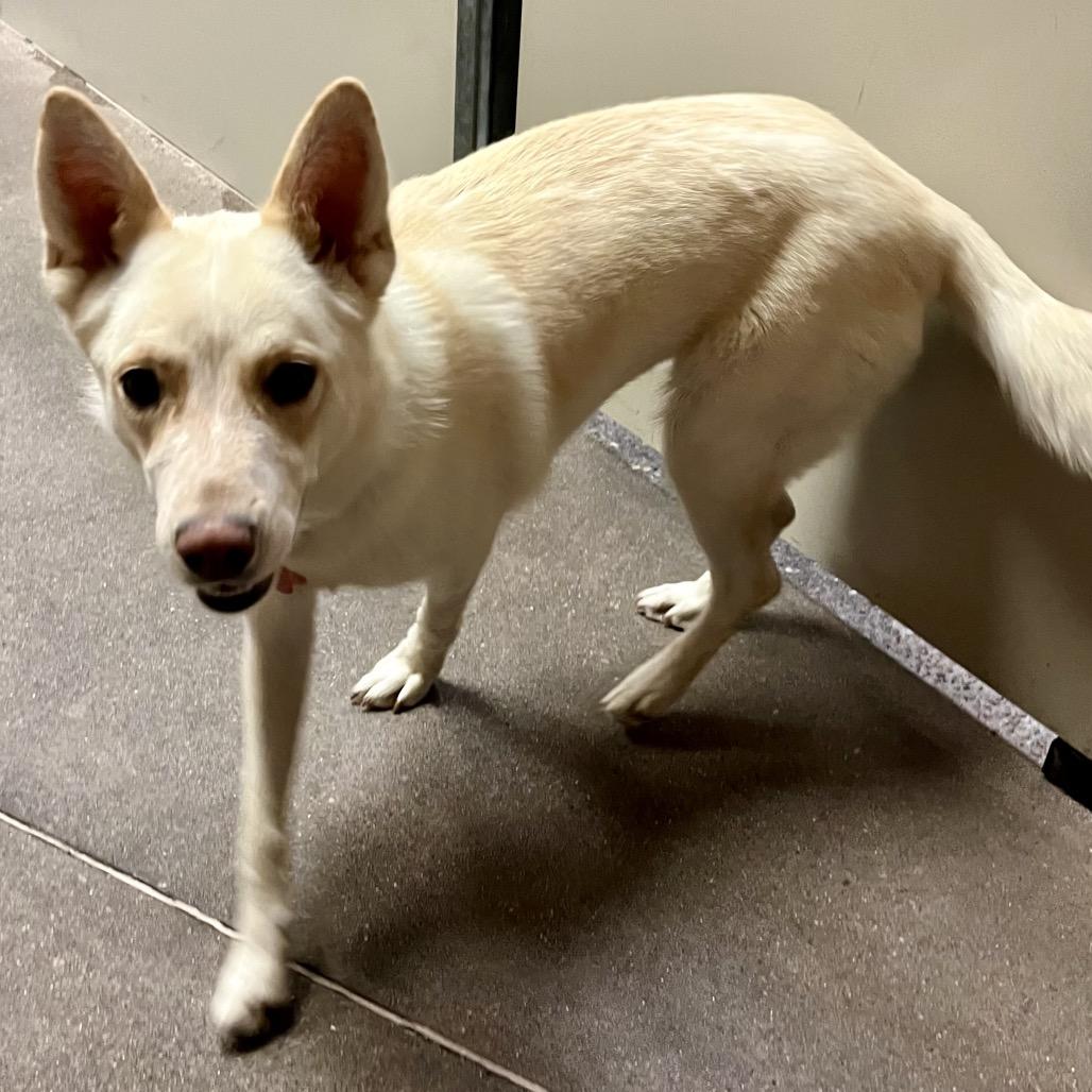 Enlarge Indy, a Adoptable mixed breed in Las Vegas, NV image 2/5