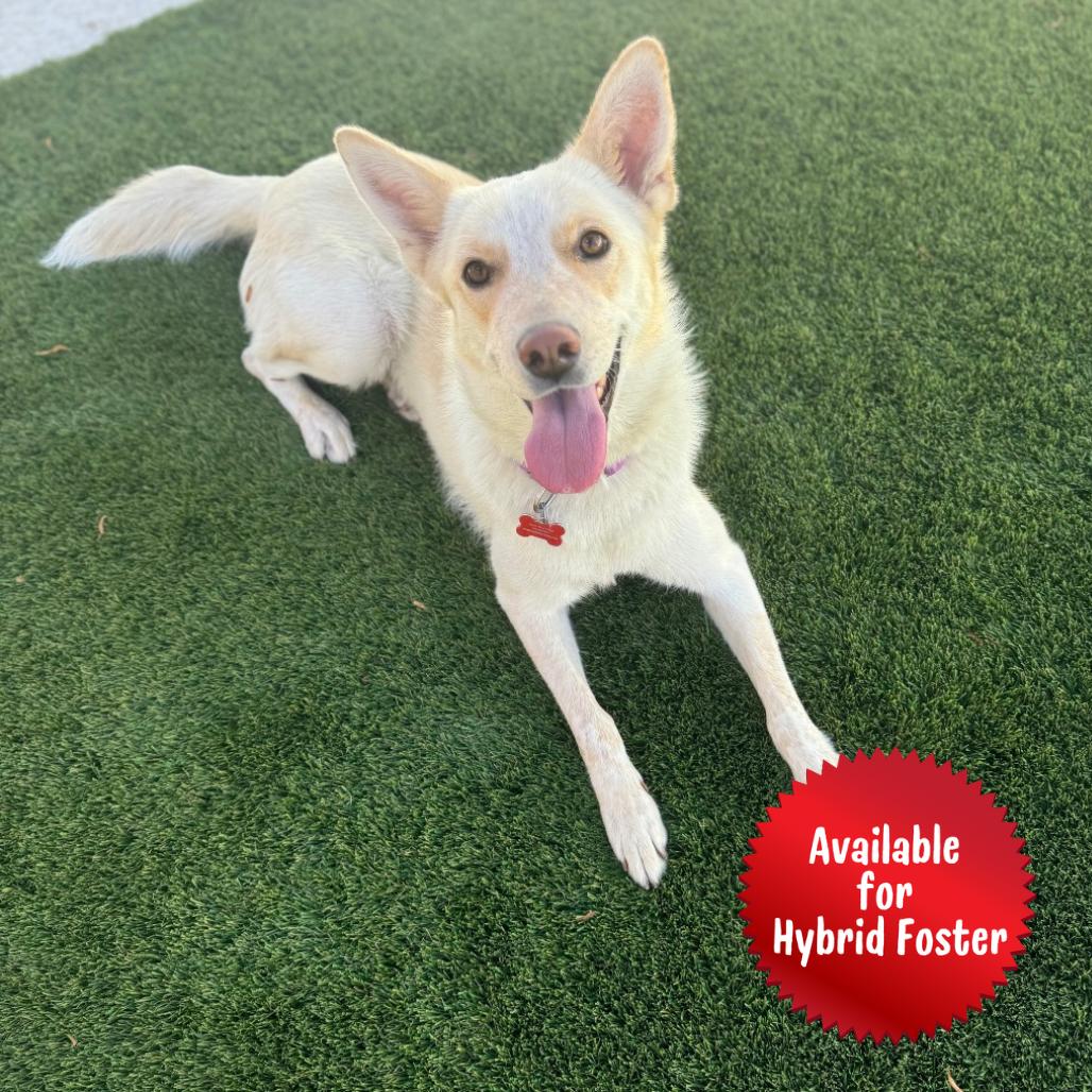 Enlarge Indy, a Adoptable mixed breed in Las Vegas, NV image 3/5