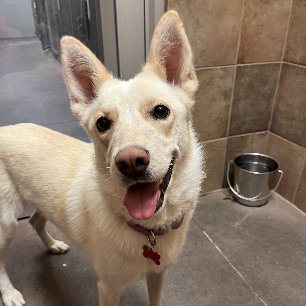 Enlarge Indy, a Adoptable mixed breed in Las Vegas, NV image 4/5