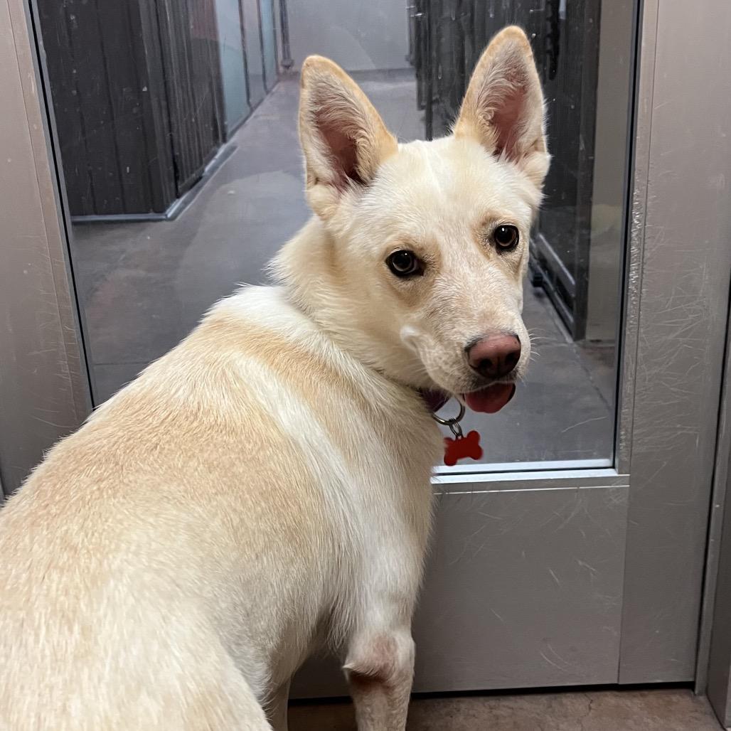 Enlarge Indy, a Adoptable mixed breed in Las Vegas, NV image 5/5