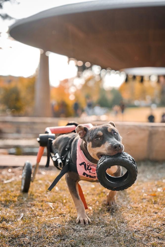 Squid, Adoptable, Adult Female Pit Bull Terrier.