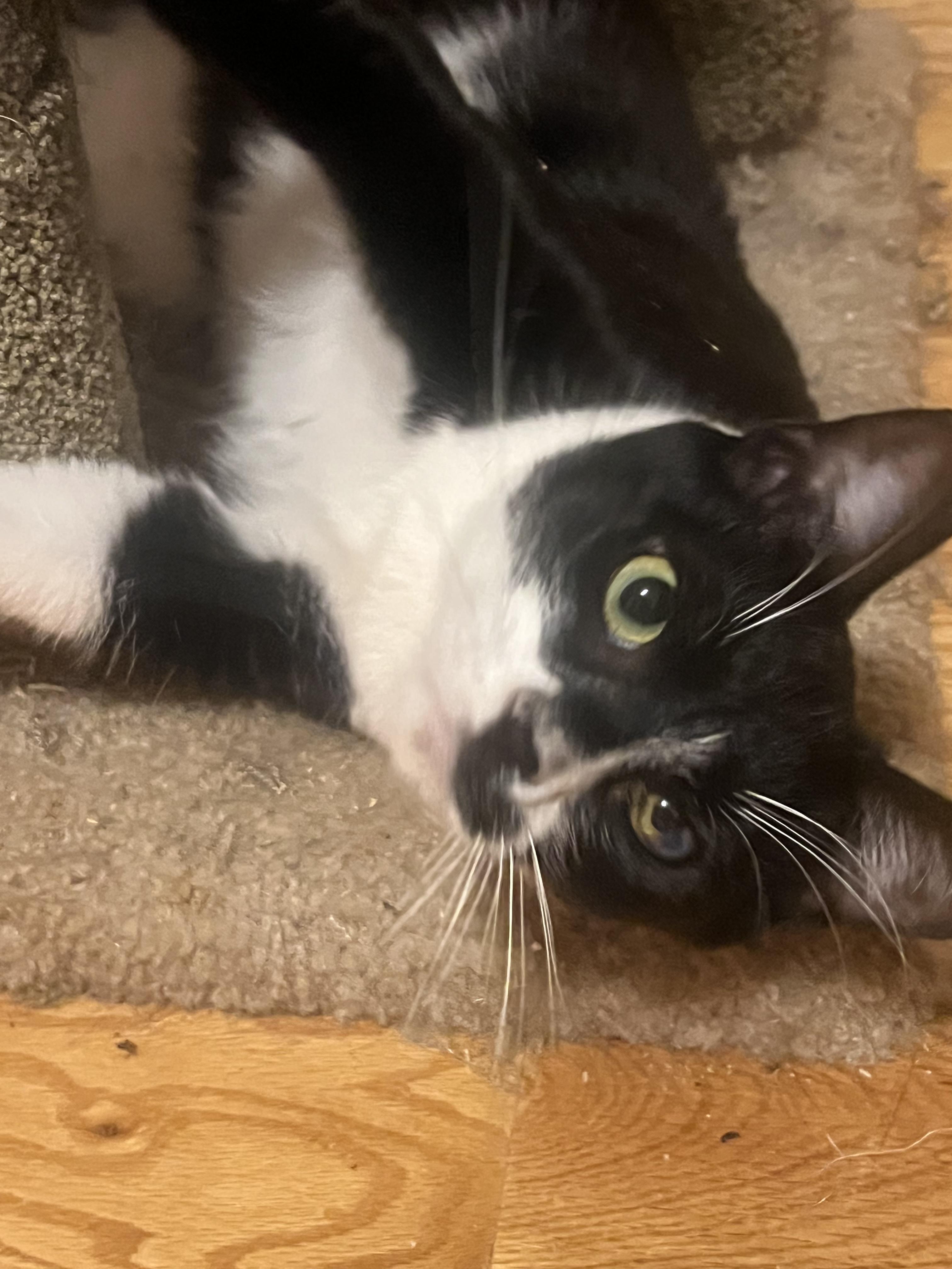 Khiry, an adoptable Domestic Short Hair in Springfield, OR, 97478 | Photo Image 4