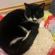 Khiry, an adoptable Domestic Short Hair in Springfield, OR, 97478 | Photo Image 2