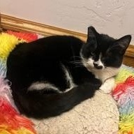 Khiry, an adoptable Domestic Short Hair in Springfield, OR, 97478 | Photo Image 2