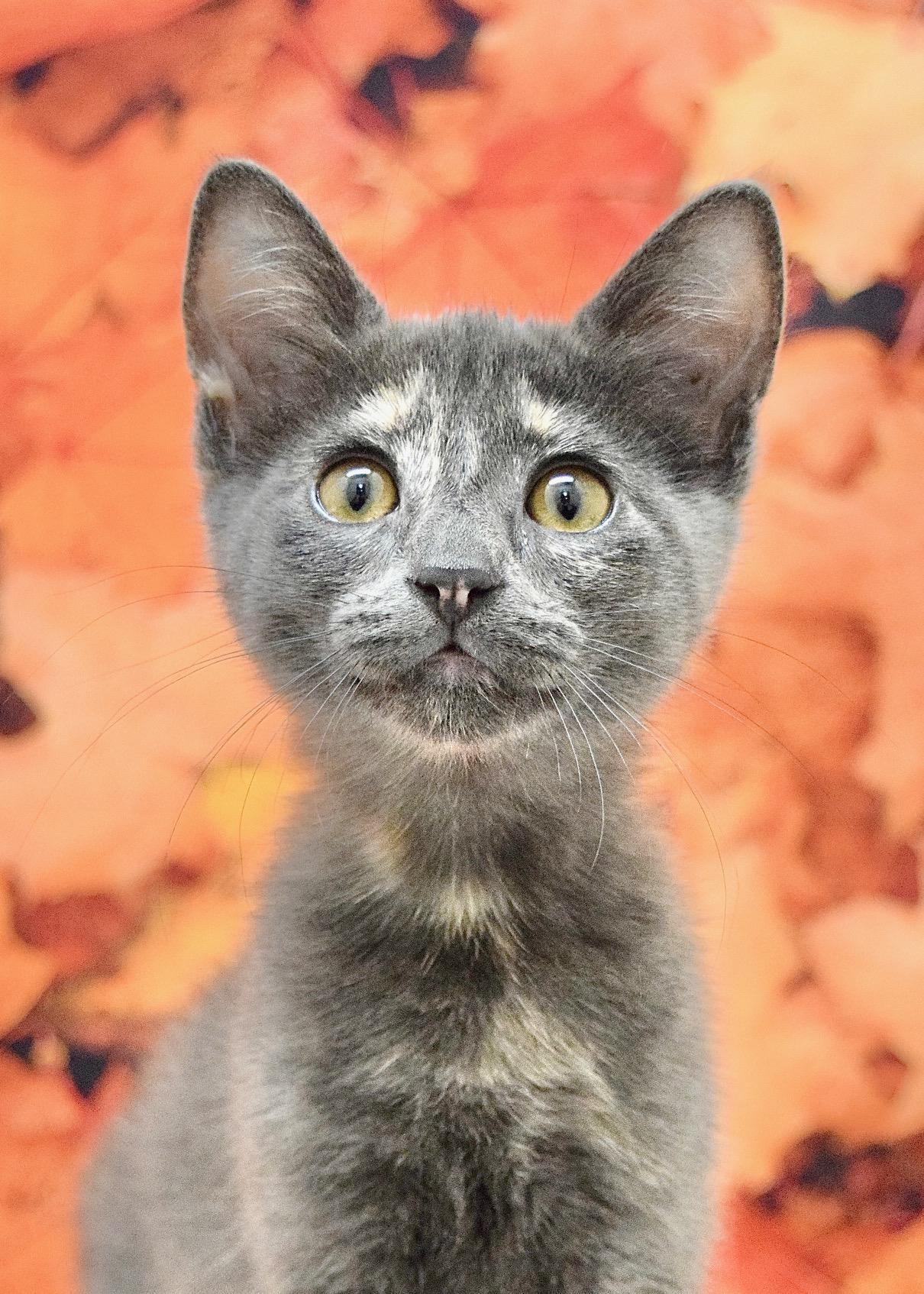 Enlarge Sara, a Adopted Domestic Short Hair in Dublin, CA image 1/4