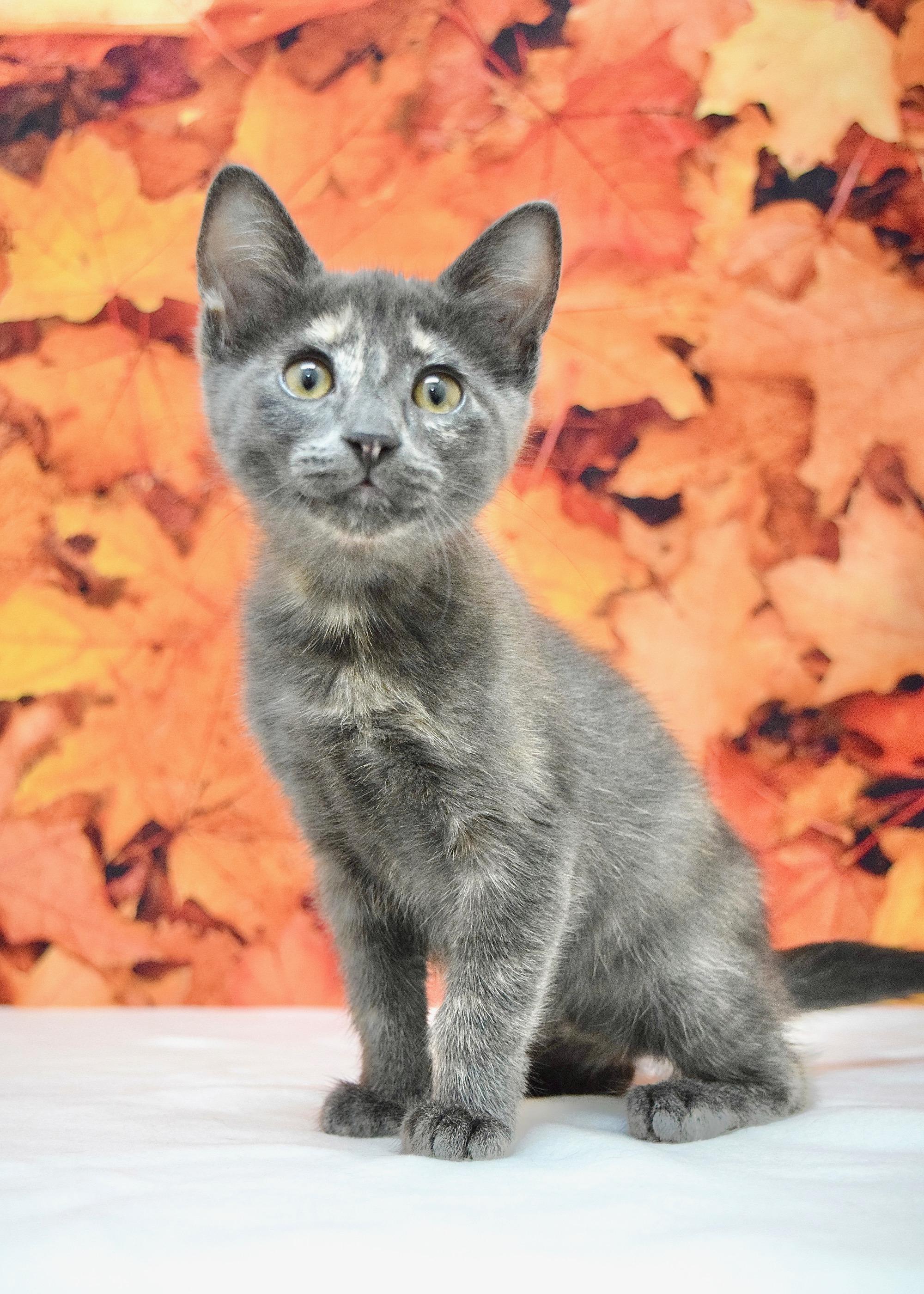Enlarge Sara, a Adopted Domestic Short Hair in Dublin, CA image 3/4