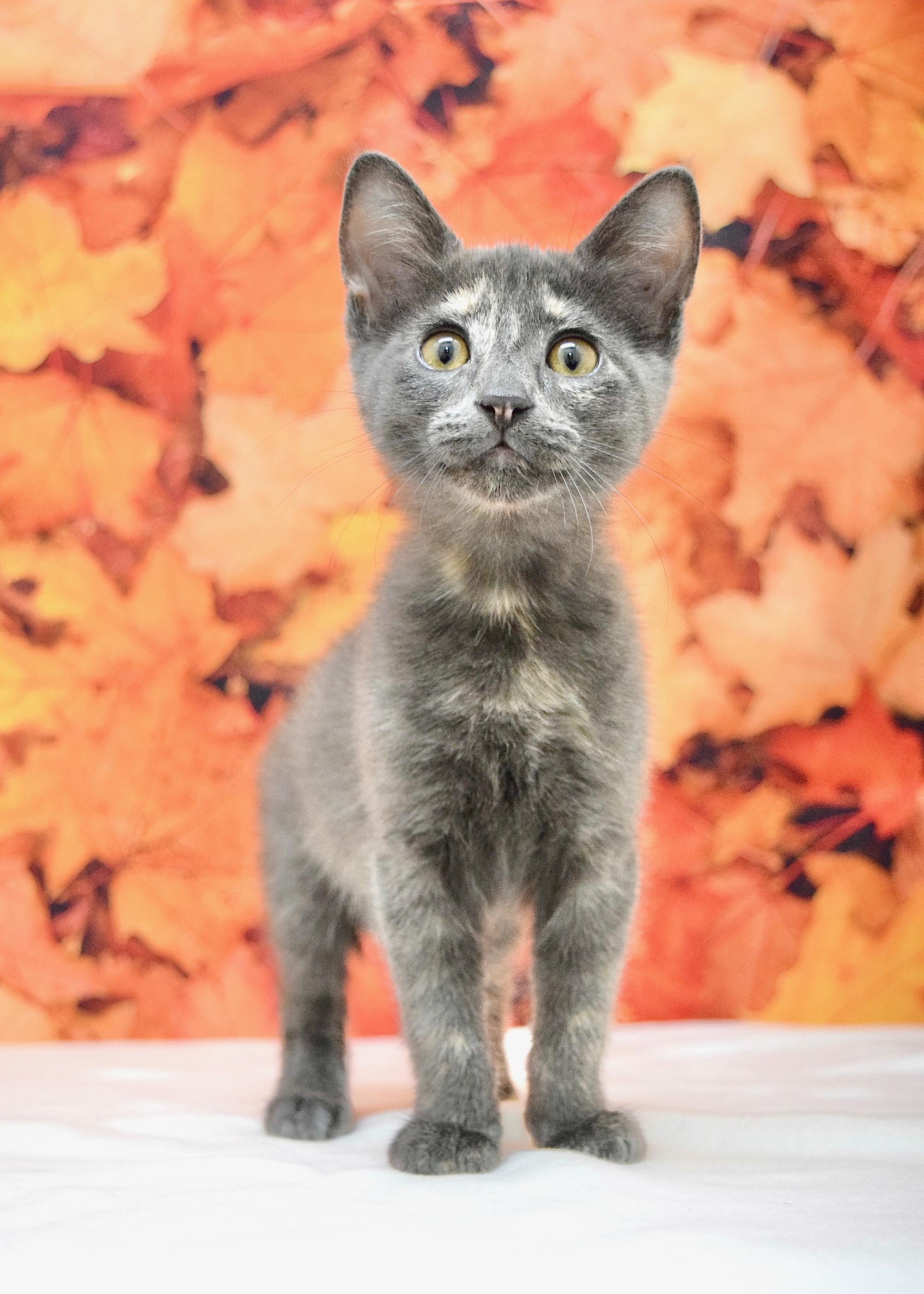 Enlarge Sara, a Adopted Domestic Short Hair in Dublin, CA image 2/4