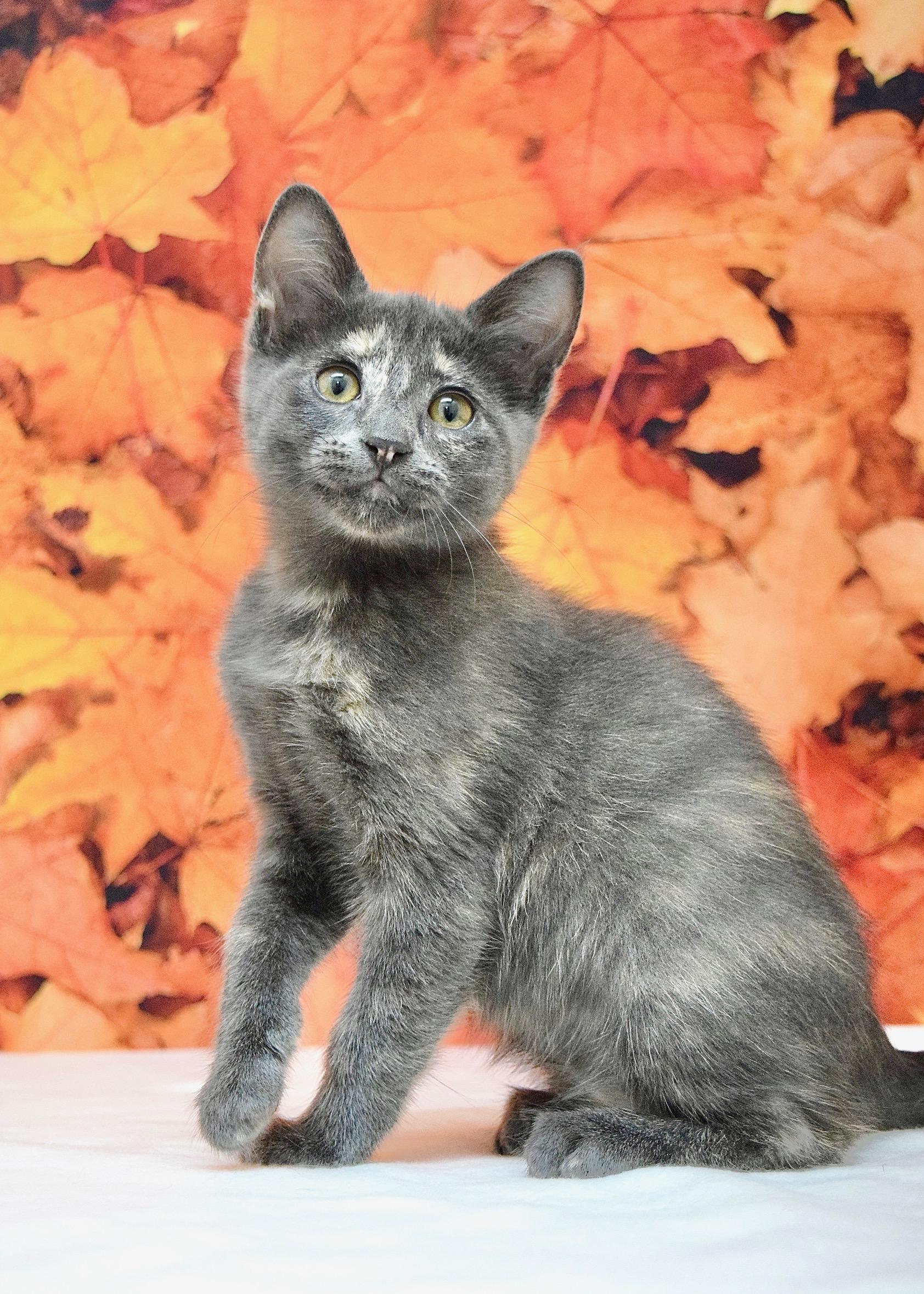 Enlarge Sara, a Adopted Domestic Short Hair in Dublin, CA image 4/4