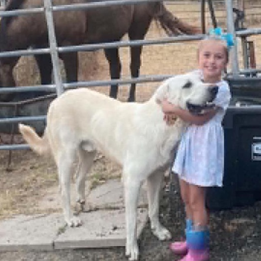 Enlarge Hank cs, a Adoptable Great Pyrenees in Columbia, MD image 3/4
