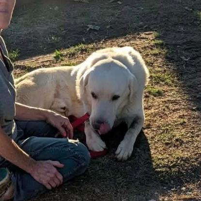 Enlarge Hank cs, a Adoptable Great Pyrenees in Columbia, MD image 2/4