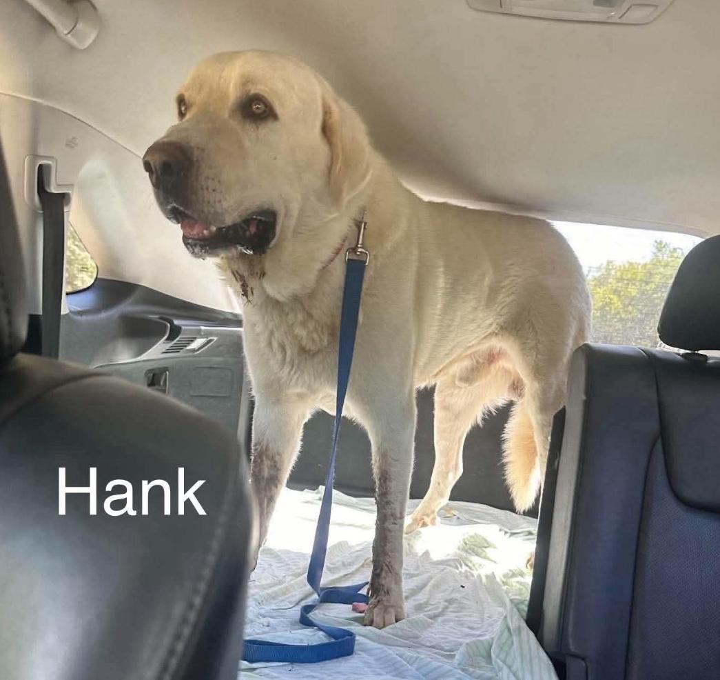 Enlarge Hank cs, a Adoptable Great Pyrenees in Columbia, MD image 1/4