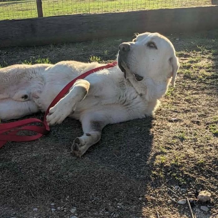 Enlarge Hank cs, a Adoptable Great Pyrenees in Columbia, MD image 4/4