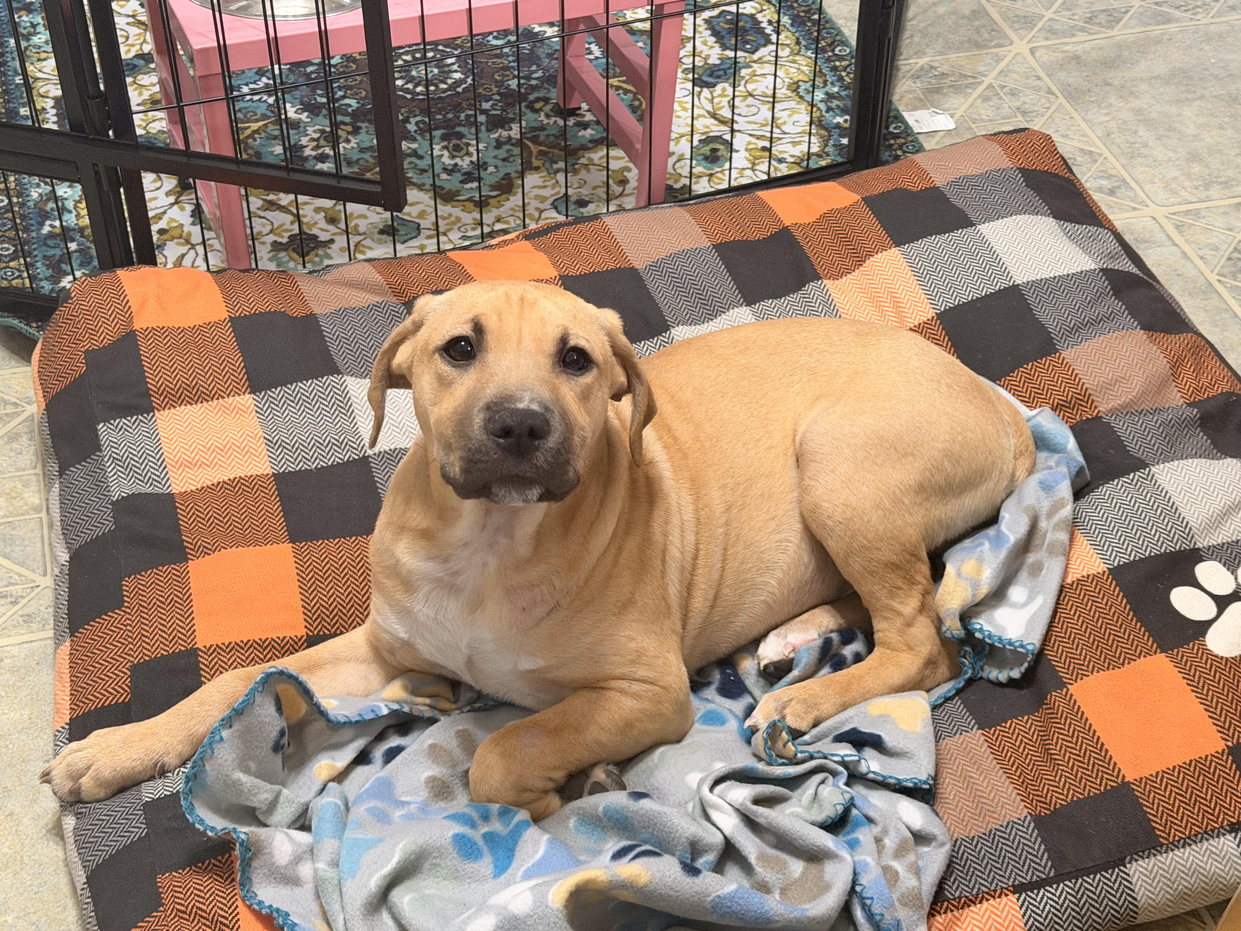 Enlarge Tito the Burrito, a ADOPTABLE mixed breed in Carmel, NY image 3/6