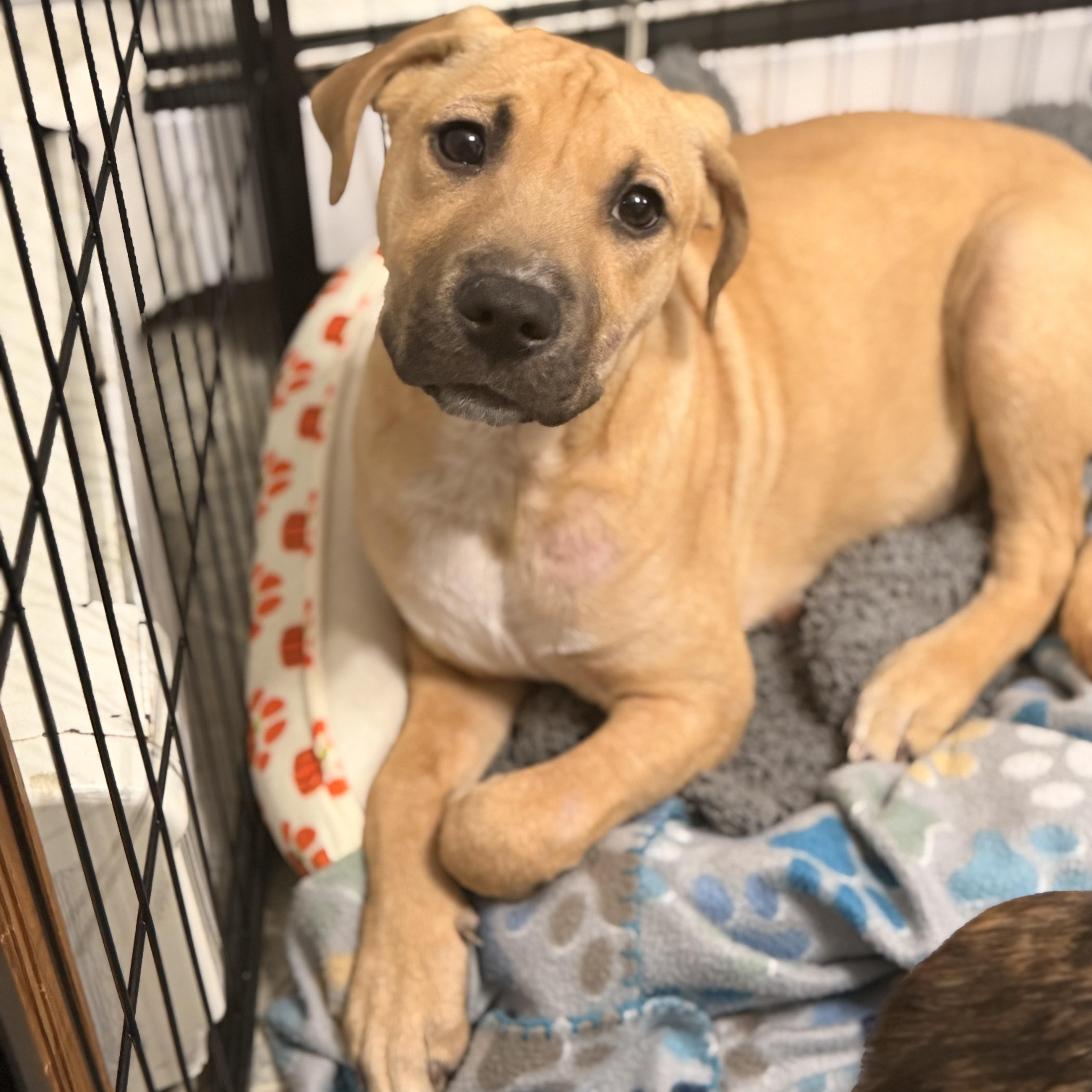 Enlarge Tito the Burrito, a ADOPTABLE mixed breed in Carmel, NY image 2/6