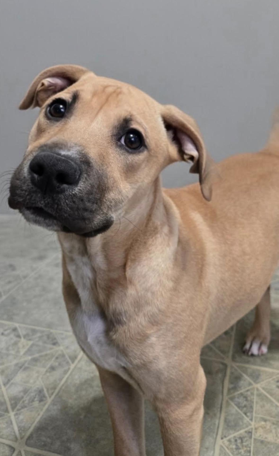 Enlarge Tito the Burrito, a ADOPTABLE mixed breed in Carmel, NY image 6/6