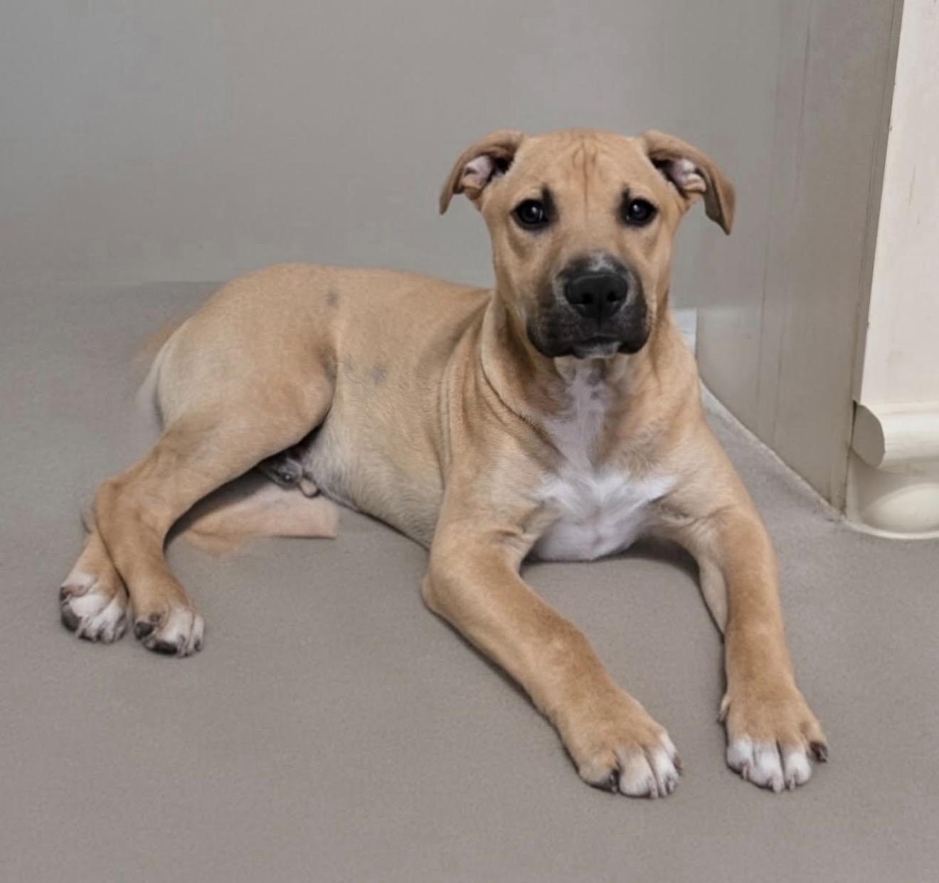 Enlarge Tito the Burrito, a ADOPTABLE mixed breed in Carmel, NY image 5/6