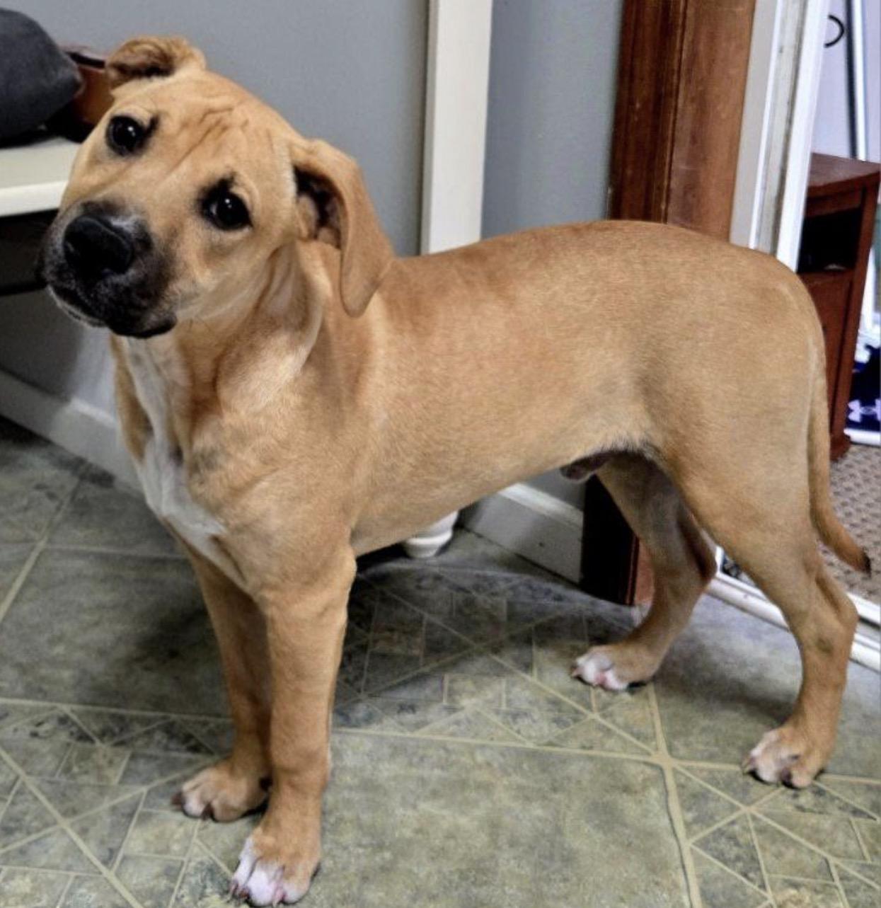 Enlarge Tito the Burrito, a ADOPTABLE mixed breed in Carmel, NY image 4/6