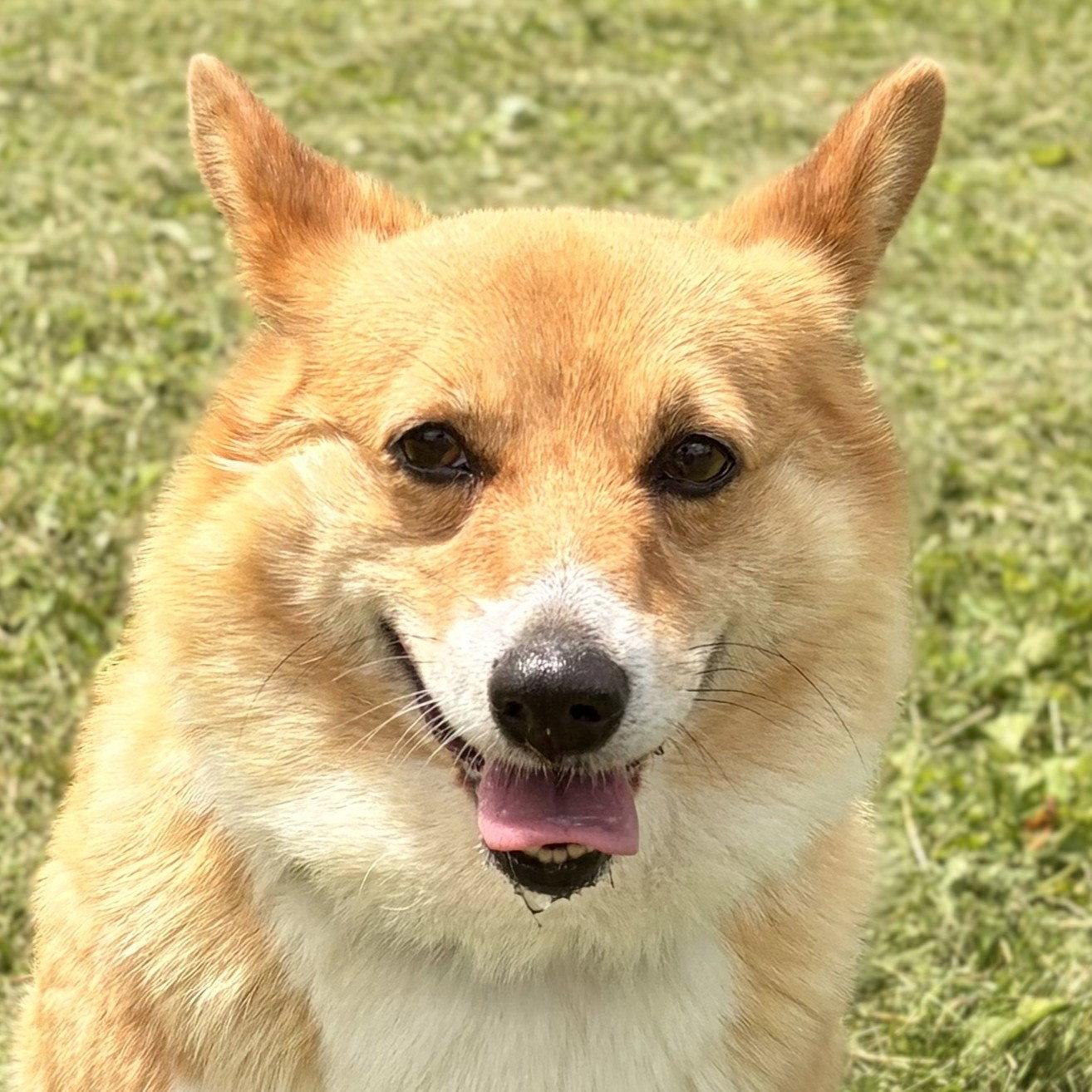 Flicker, a ADOPTABLE mixed breed in Jefferson, WI image 1/3