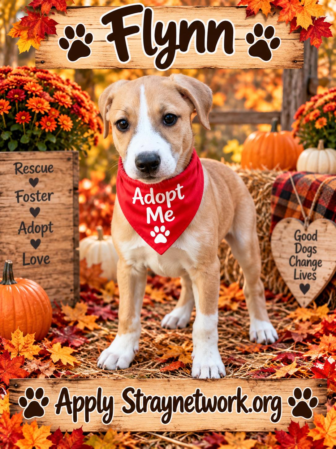 Enlarge Flynn, a Adoptable Labrador Retriever in Hatfield, PA image 1/3