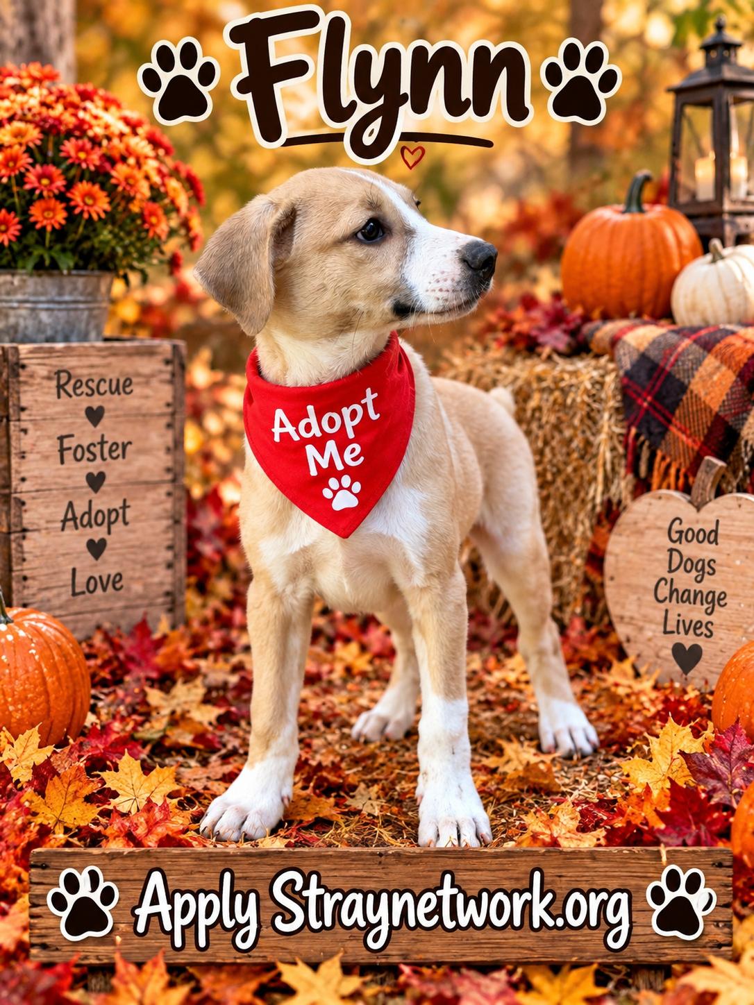 Enlarge Flynn, a Adoptable Labrador Retriever in Hatfield, PA image 2/3