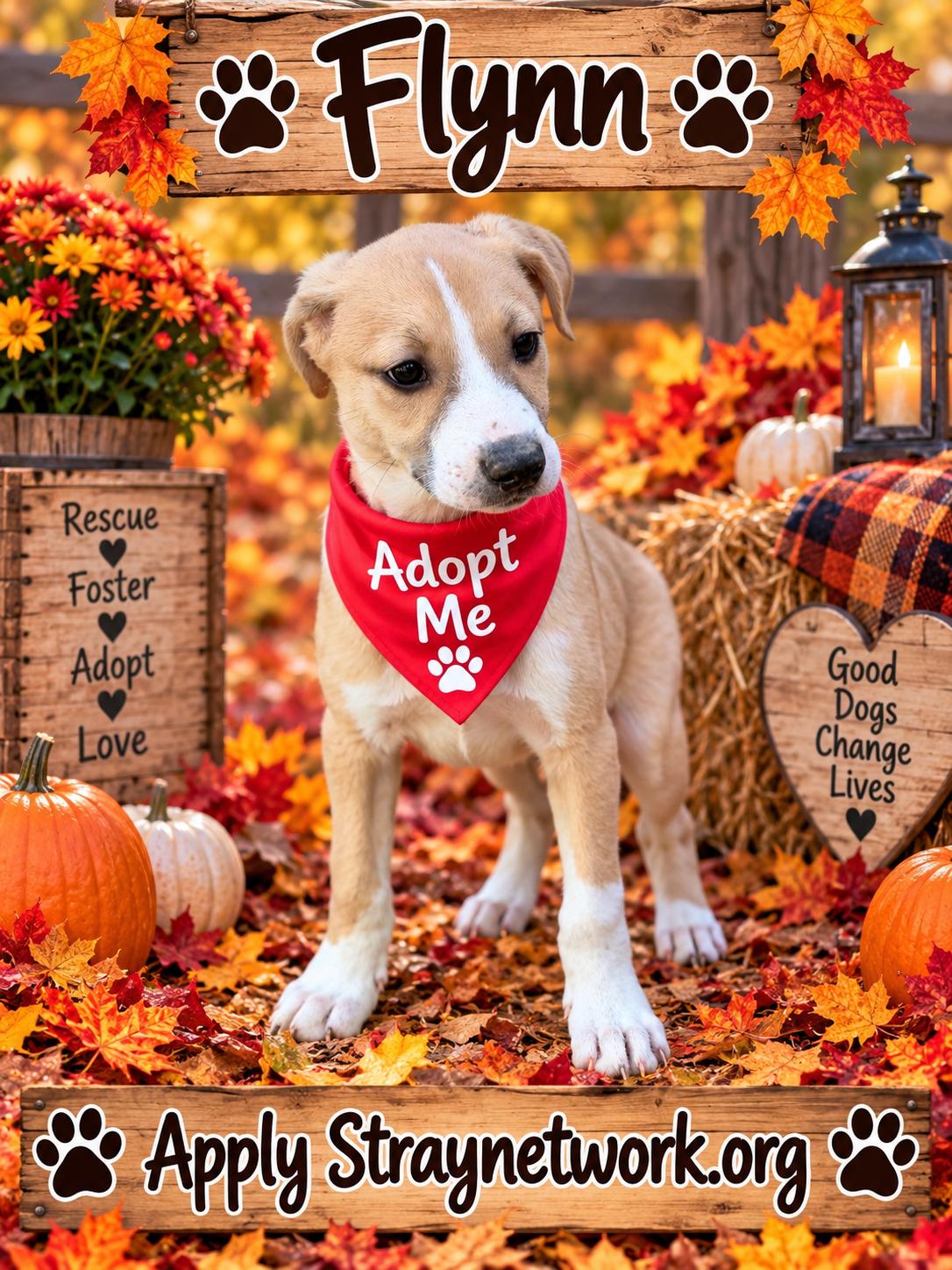 Enlarge Flynn, a Adoptable Labrador Retriever in Hatfield, PA image 3/3