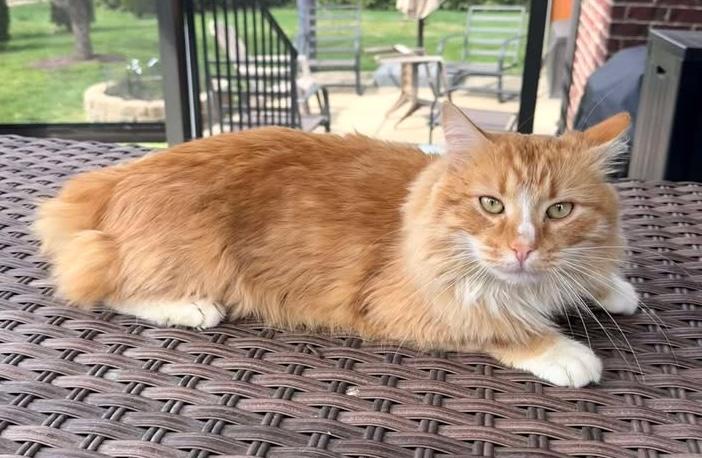 Enlarge Orlando, a Adoptable Domestic Long Hair in Murfreesboro, TN image 2/4