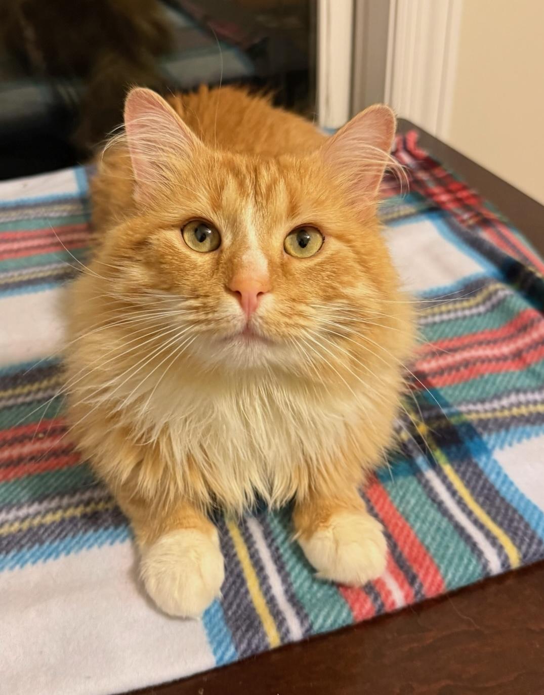 Enlarge Orlando, a Adoptable Domestic Long Hair in Murfreesboro, TN image 1/4