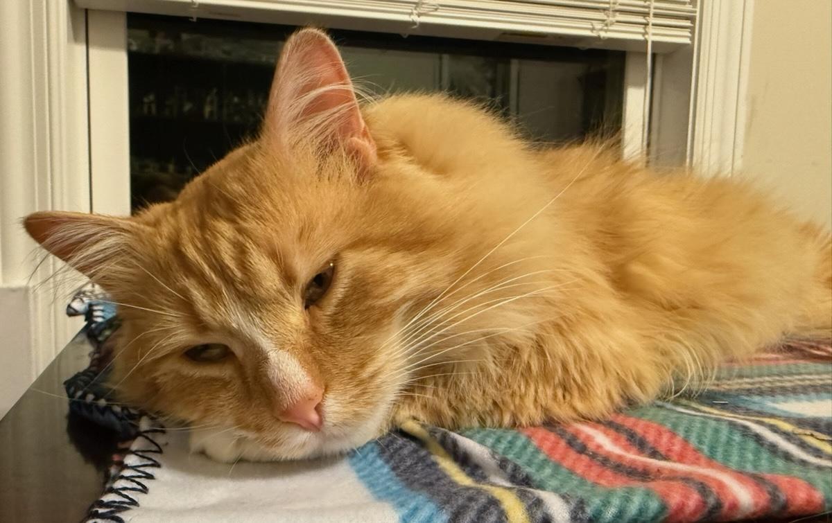 Enlarge Orlando, a Adoptable Domestic Long Hair in Murfreesboro, TN image 3/4