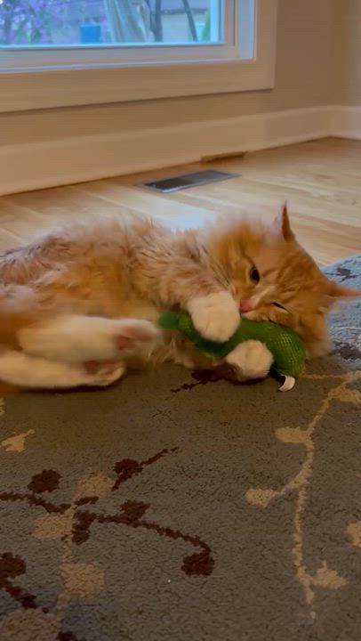 Enlarge Orlando, a Adoptable Domestic Long Hair in Murfreesboro, TN video 4/4