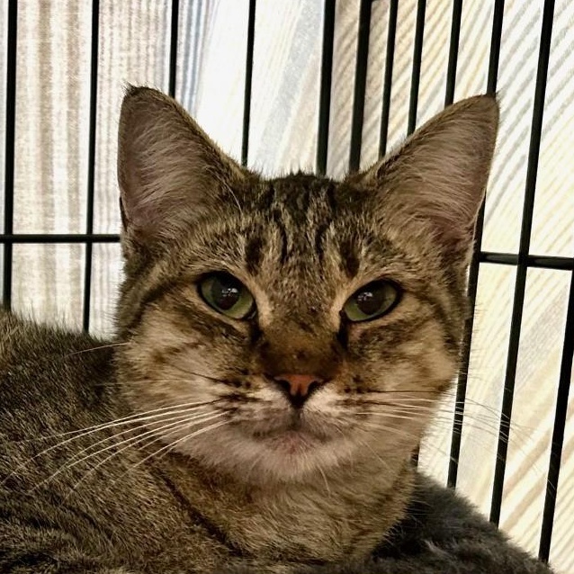 Enlarge Chikka, an adopted Domestic Short Hair in Norwalk, CT image 3/3