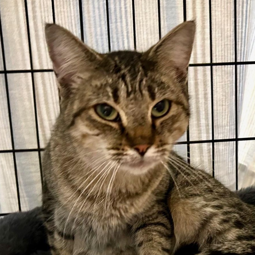Chikka, adopted, Adult Female Domestic Short Hair.