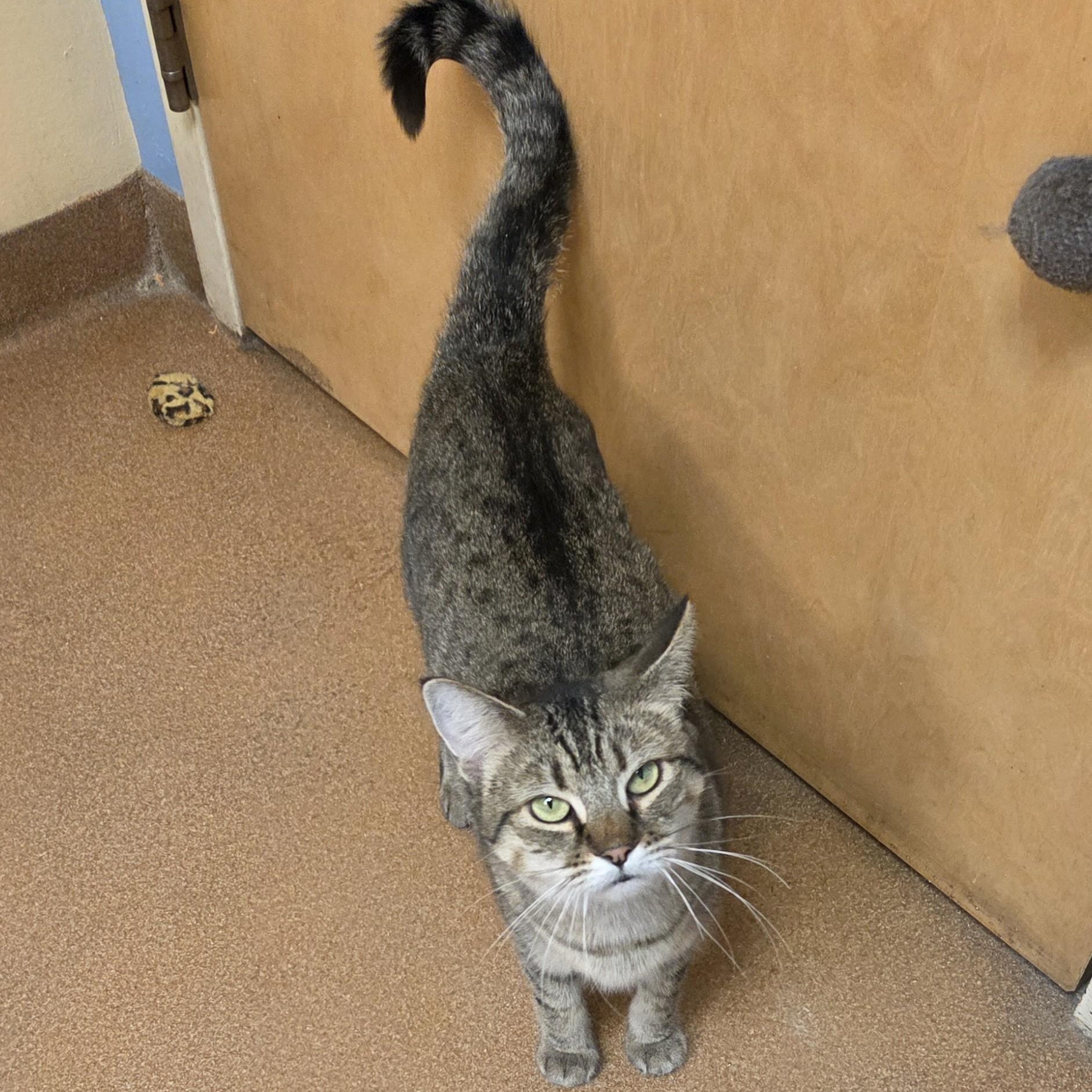 Enlarge Chikka, an adopted Domestic Short Hair in Norwalk, CT image 2/3