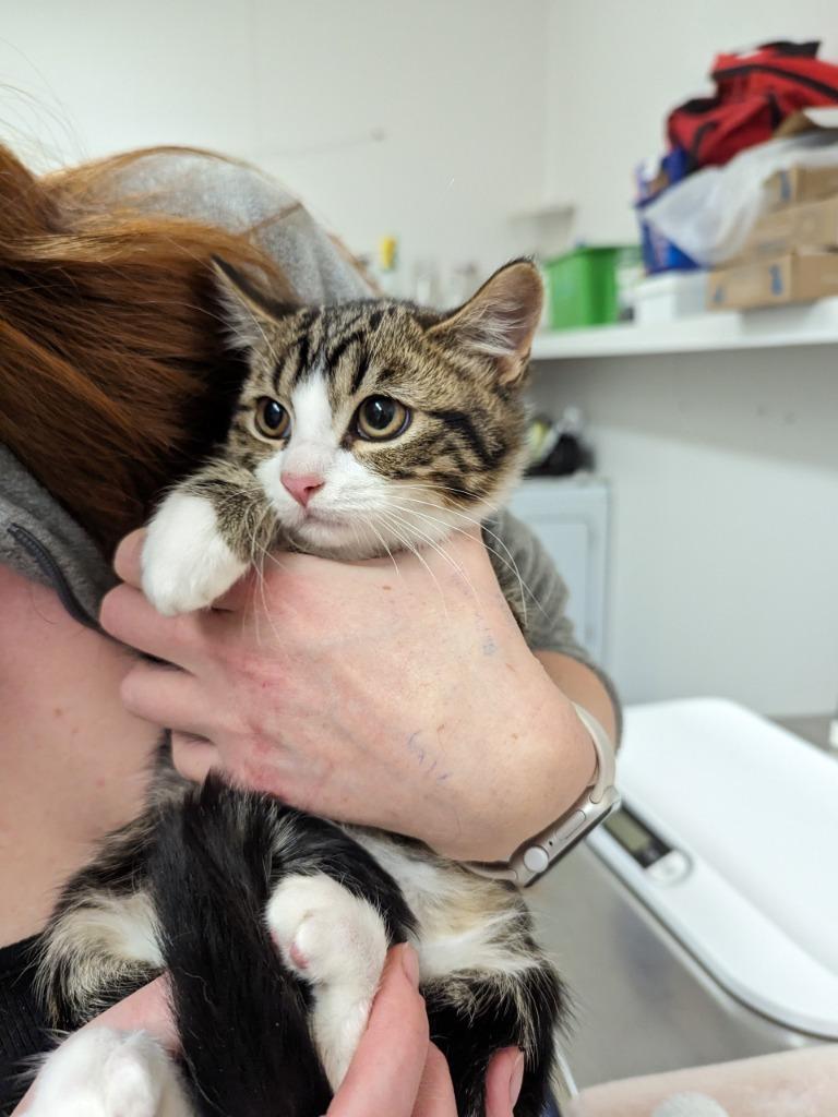 Enlarge Embezzlement (Langley kitten #65), a Adoptable mixed breed in Richmond, BC image 1/1