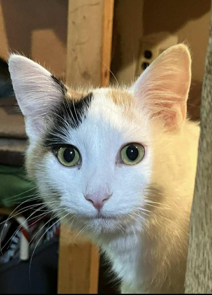 Daphne, a Adopted mixed breed in Bardstown, KY image 3/6