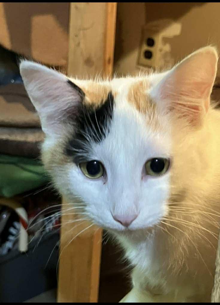 Daphne, a Adopted mixed breed in Bardstown, KY image 2/6