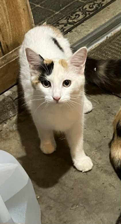 Daphne, a Adopted mixed breed in Bardstown, KY image 5/6