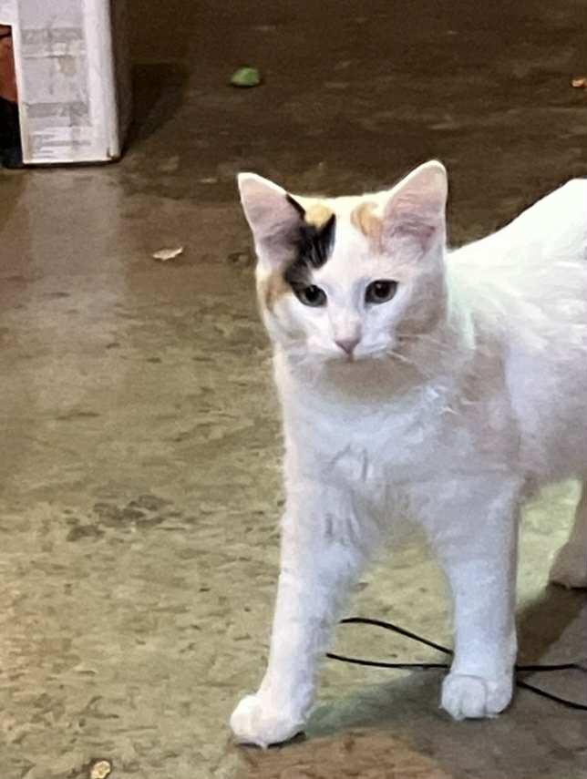 Daphne, Adopted, Young Female Domestic Medium Hair.