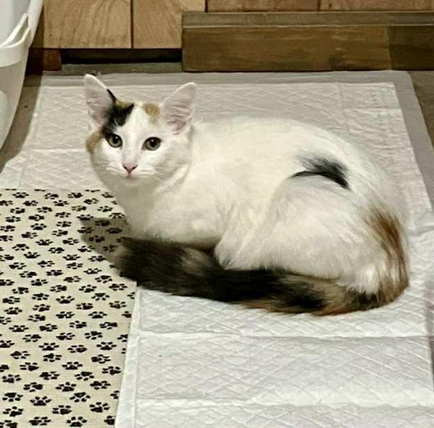 Daphne, a Adopted mixed breed in Bardstown, KY image 4/6