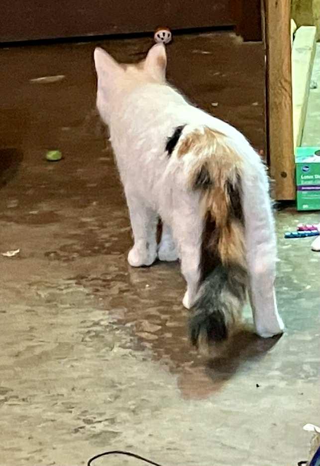 Daphne, a Adopted mixed breed in Bardstown, KY image 6/6