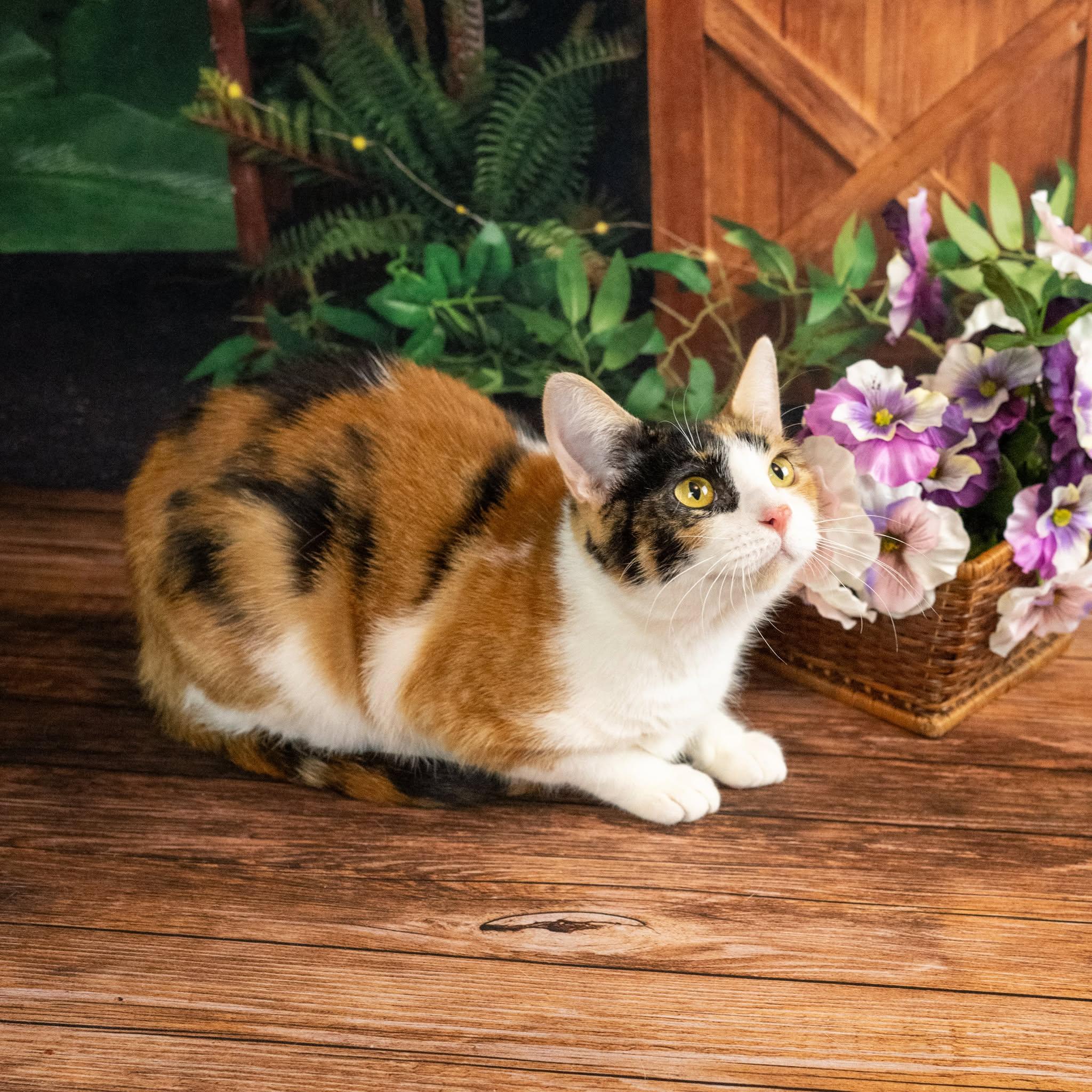 Leia, ADOPTABLE, Adult Female Domestic Short Hair.