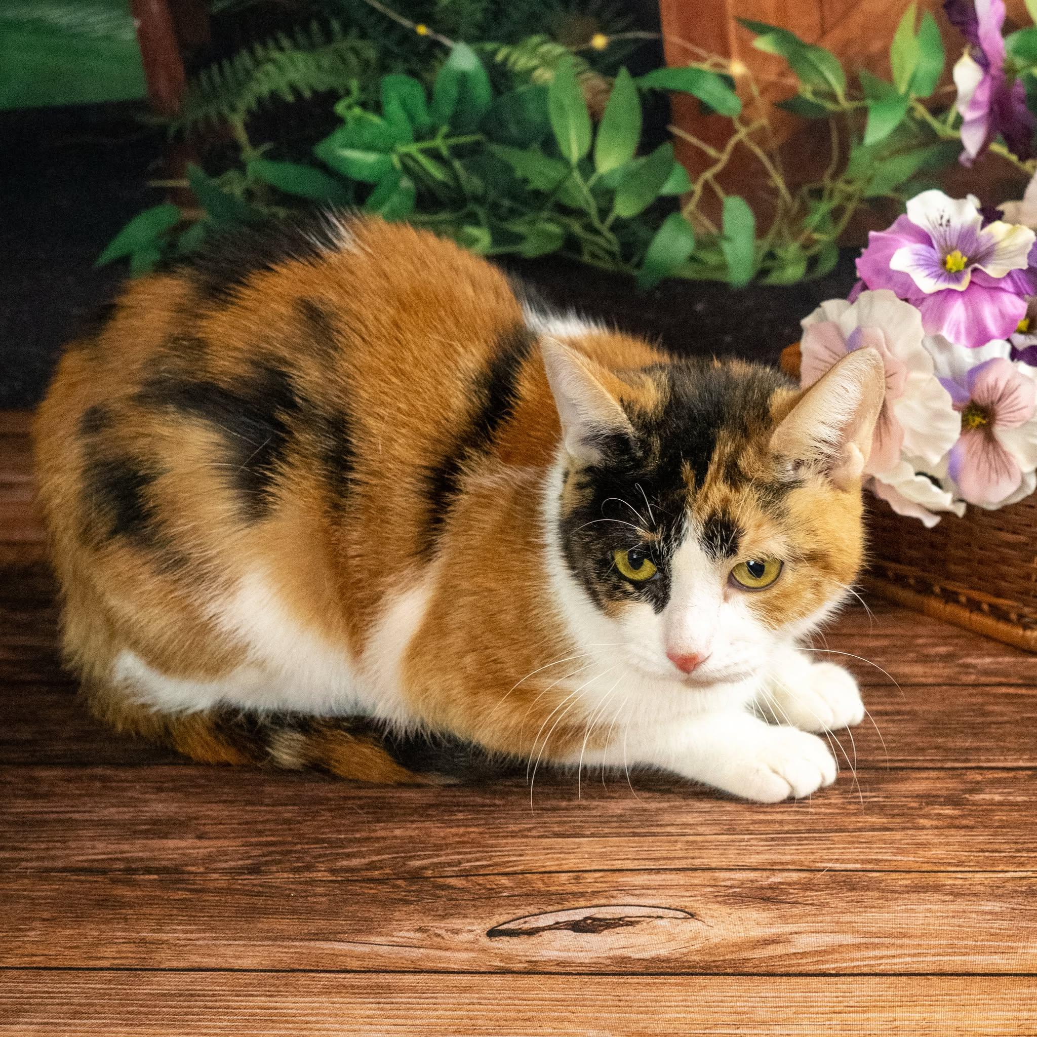 Leia, a ADOPTABLE Domestic Short Hair in Lapeer, MI image 2/3